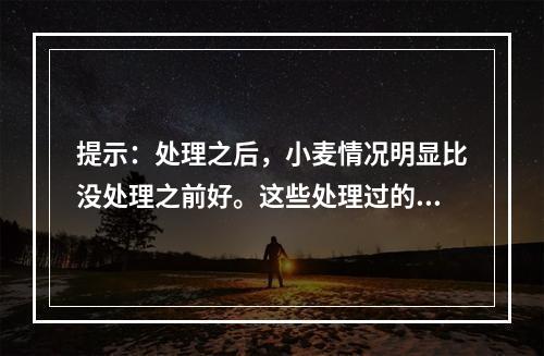 提示：处理之后，小麦情况明显比没处理之前好。这些处理过的小麦