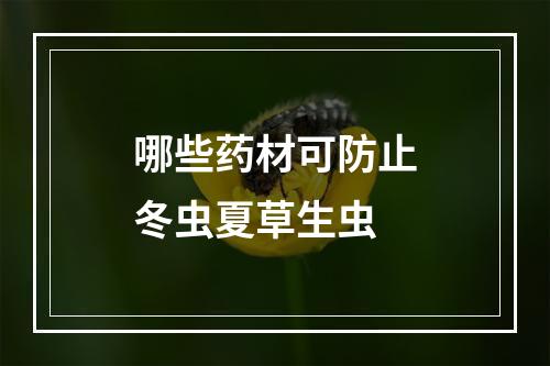 哪些药材可防止冬虫夏草生虫