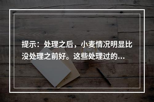 提示：处理之后，小麦情况明显比没处理之前好。这些处理过的小麦