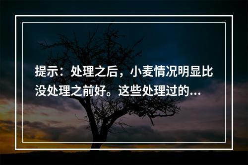 提示：处理之后，小麦情况明显比没处理之前好。这些处理过的小麦