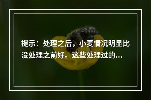 提示：处理之后，小麦情况明显比没处理之前好。这些处理过的小麦