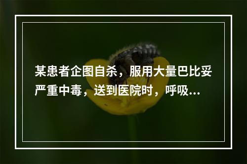 某患者企图自杀，服用大量巴比妥严重中毒，送到医院时，呼吸已经