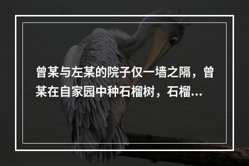 曾某与左某的院子仅一墙之隔，曾某在自家园中种石榴树，石榴树枝