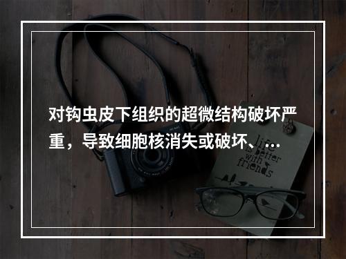 对钩虫皮下组织的超微结构破坏严重，导致细胞核消失或破坏、线粒