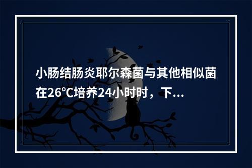 小肠结肠炎耶尔森菌与其他相似菌在26℃培养24小时时，下列生