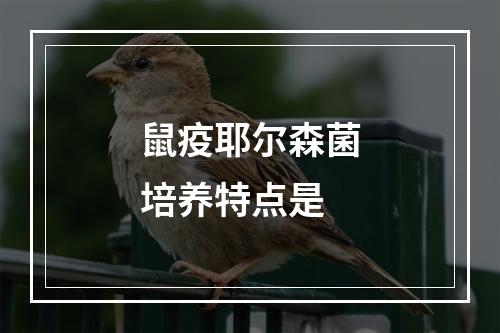 鼠疫耶尔森菌培养特点是