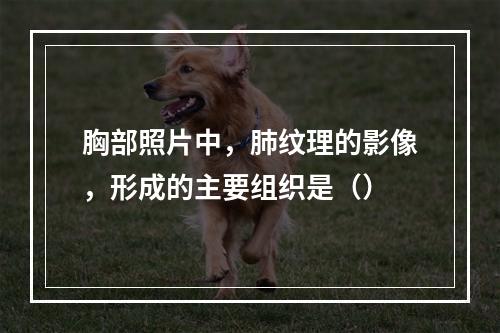 胸部照片中，肺纹理的影像，形成的主要组织是（）