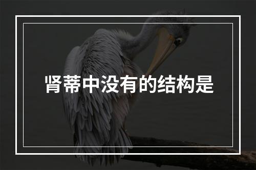 肾蒂中没有的结构是