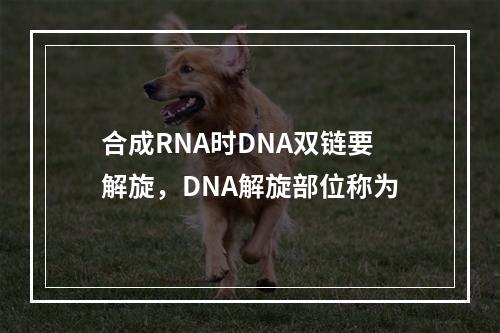 合成RNA时DNA双链要解旋，DNA解旋部位称为