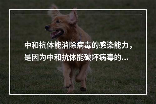 中和抗体能消除病毒的感染能力，是因为中和抗体能破坏病毒的（