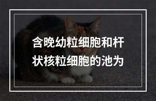 含晚幼粒细胞和杆状核粒细胞的池为