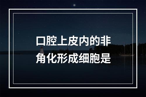 口腔上皮内的非角化形成细胞是