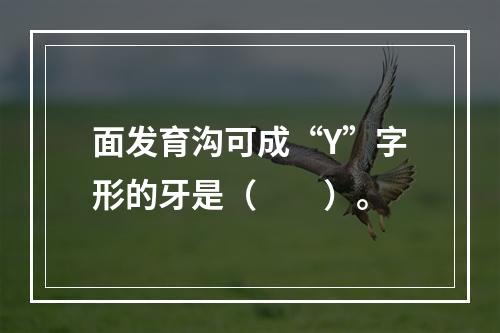 面发育沟可成“Y”字形的牙是（　　）。