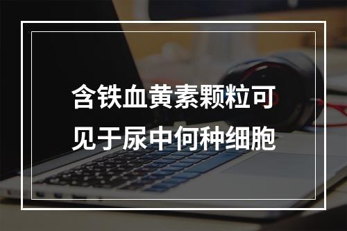 含铁血黄素颗粒可见于尿中何种细胞