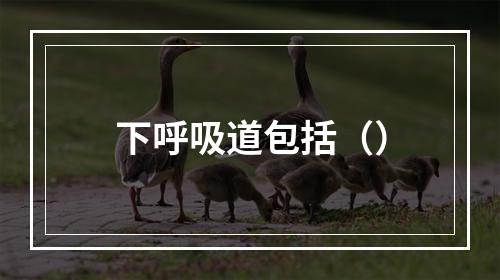 下呼吸道包括（）