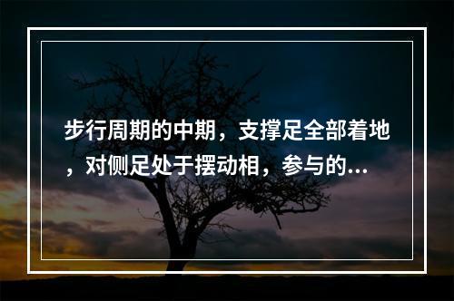 步行周期的中期，支撑足全部着地，对侧足处于摆动相，参与的肌