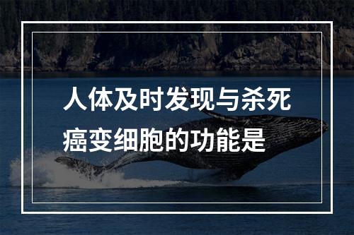 人体及时发现与杀死癌变细胞的功能是