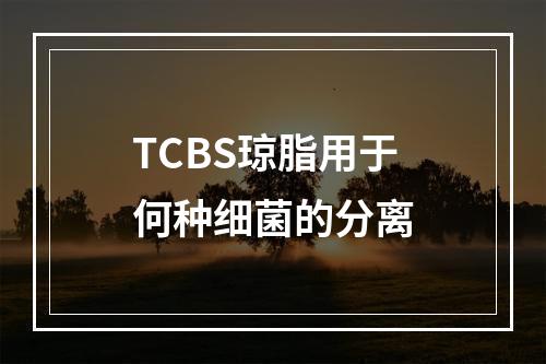 TCBS琼脂用于何种细菌的分离