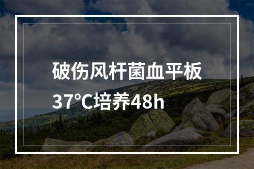 破伤风杆菌血平板37℃培养48h