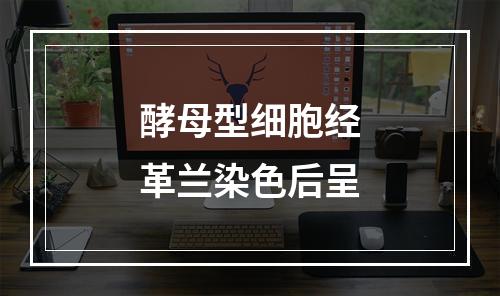 酵母型细胞经革兰染色后呈