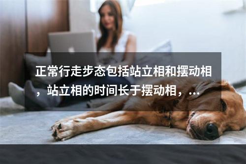 正常行走步态包括站立相和摆动相，站立相的时间长于摆动相，占