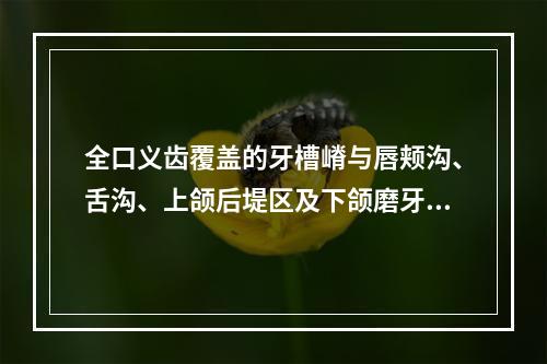 全口义齿覆盖的牙槽嵴与唇颊沟、舌沟、上颌后堤区及下颌磨牙后垫