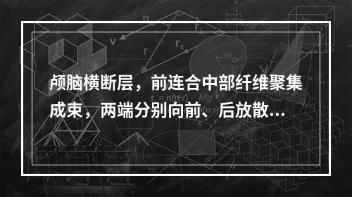 颅脑横断层，前连合中部纤维聚集成束，两端分别向前、后放散，