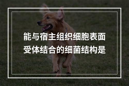 能与宿主组织细胞表面受体结合的细菌结构是