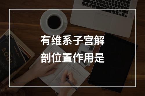 有维系子宫解剖位置作用是