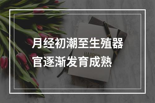 月经初潮至生殖器官逐渐发育成熟