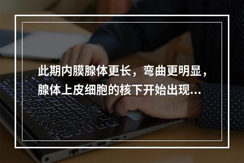 此期内膜腺体更长，弯曲更明显，腺体上皮细胞的核下开始出现含糖