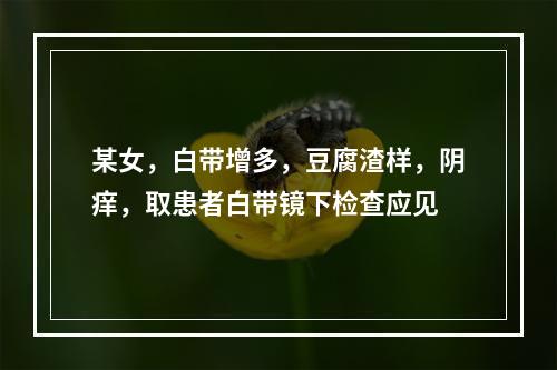 某女，白带增多，豆腐渣样，阴痒，取患者白带镜下检查应见