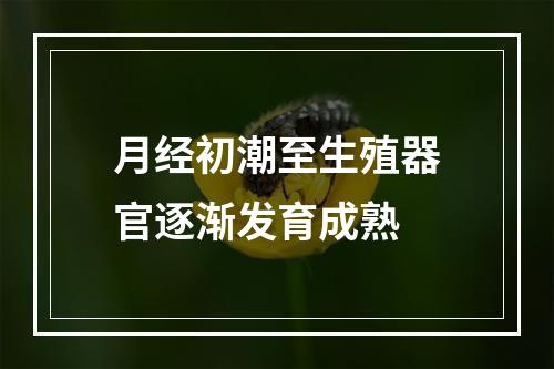 月经初潮至生殖器官逐渐发育成熟