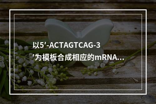 以5′-ACTAGTCAG-3′为模板合成相应的mRNA链的