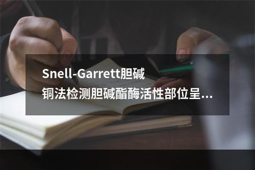 Snell-Garrett胆碱铜法检测胆碱酯酶活性部位呈（