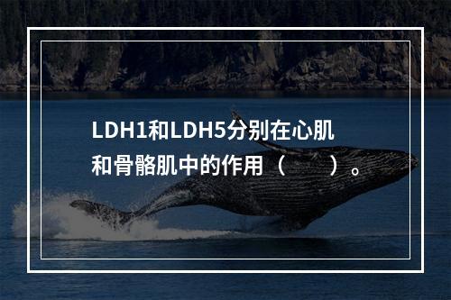 LDH1和LDH5分别在心肌和骨骼肌中的作用（　　）。