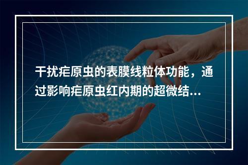 干扰疟原虫的表膜线粒体功能，通过影响疟原虫红内期的超微结构，