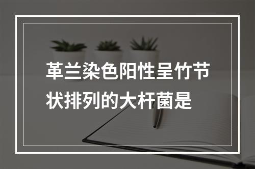 革兰染色阳性呈竹节状排列的大杆菌是