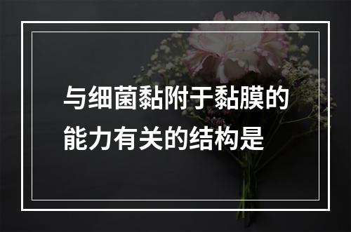 与细菌黏附于黏膜的能力有关的结构是