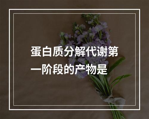 蛋白质分解代谢第一阶段的产物是