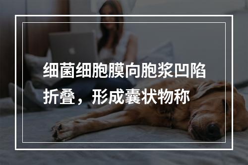 细菌细胞膜向胞浆凹陷折叠，形成囊状物称