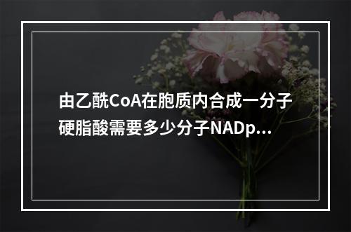 由乙酰CoA在胞质内合成一分子硬脂酸需要多少分子NADpH(