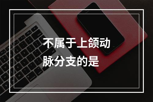 不属于上颌动脉分支的是