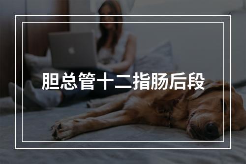 胆总管十二指肠后段