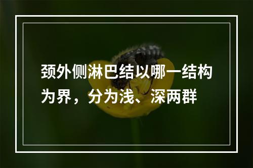 颈外侧淋巴结以哪一结构为界，分为浅、深两群