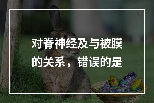 对脊神经及与被膜的关系，错误的是