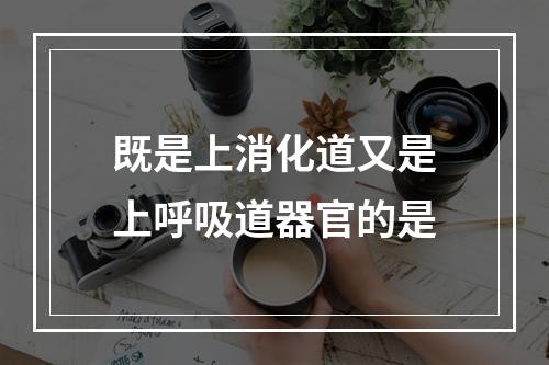 既是上消化道又是上呼吸道器官的是