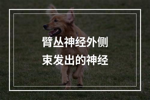 臂丛神经外侧束发出的神经