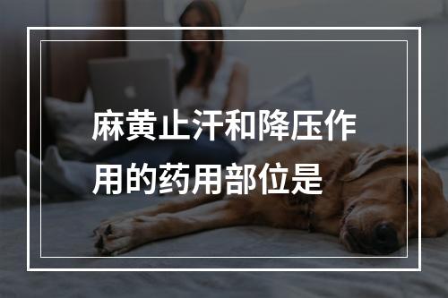 麻黄止汗和降压作用的药用部位是