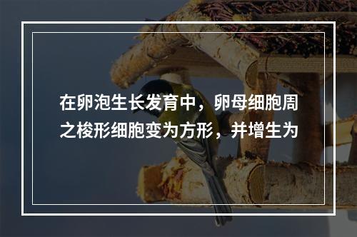 在卵泡生长发育中，卵母细胞周之梭形细胞变为方形，并增生为